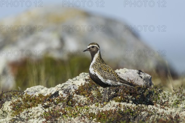 European golden plover (Pluvialis apricaria), camouflaged in tundra vegetation, Northern Norway, Norway, Europe