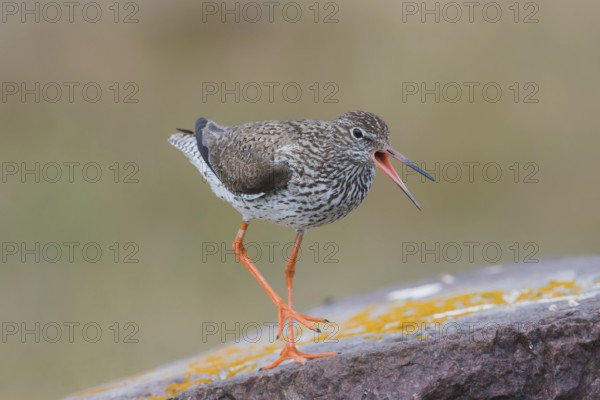 Redshank warns on stone, shouting, Öland Island, Sweden, Europe
