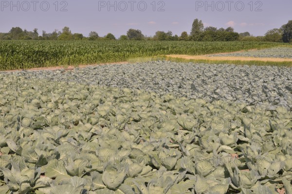 Cabbage crops (Brassica oleracea alba) on the Route de la Choucroute, Sauerkraut Route, near Krautergersheim, Département Bas-Rhin, Alsace, France, Europe