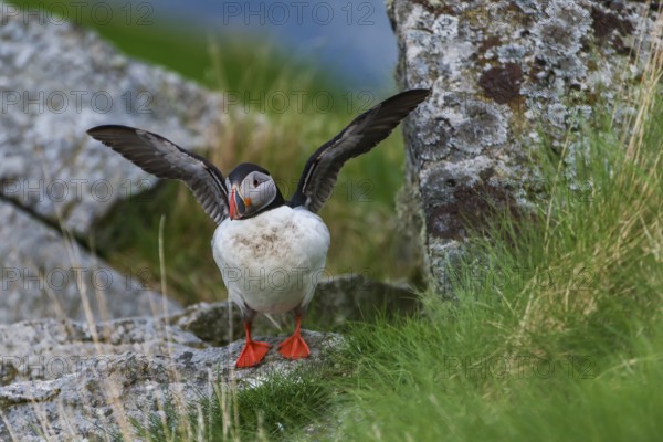 Atlantic Puffin or Common Puffin (Fratercula arctica) flapping its wings, Runde, Møre og Romsdal, Norway, Europe