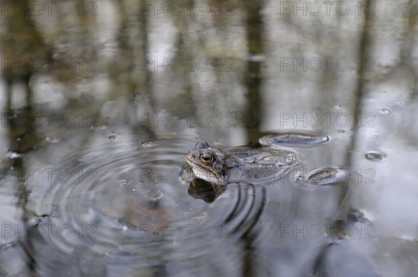 Grass frog, male, North Rhine-Westphalia, Germany, Europe