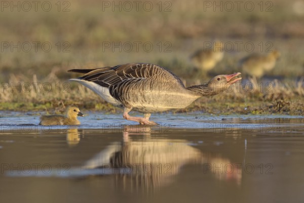 Greylag goose (Anser anser) with chick, threatening, in the water, Burgenland, Austria, Europe