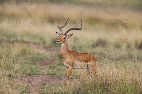 Black Heeler Antelope (Aepyceros melampus) Masai Mara Kenya