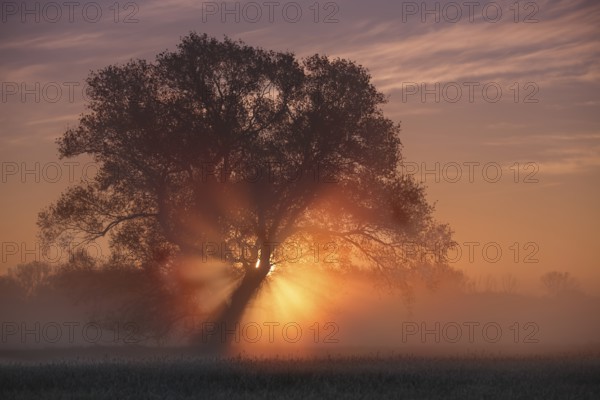 Foggy atmosphere with backlight in the morning, Middle Elbe Biosphere Reserve, Saxony-Anhalt, Germany, Europe