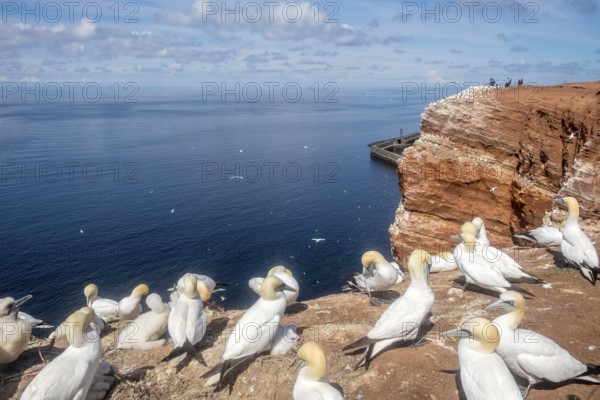 Northern gannet (Morus bassanus), Helgoland, North Sea, Schleswig-Holstein, Germany, Europe