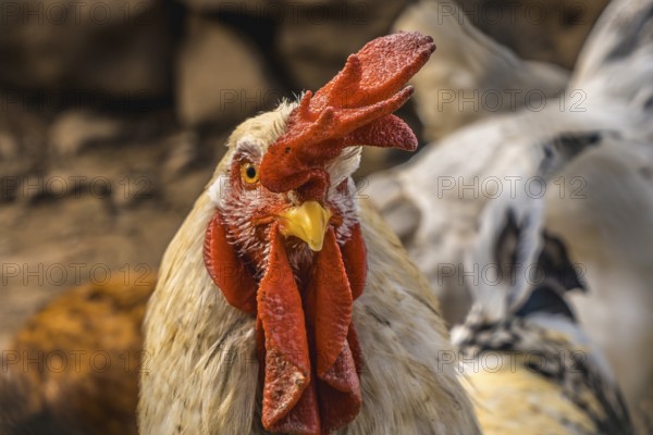 Look of a white rooster with a red crest in the mountain of the Basque country