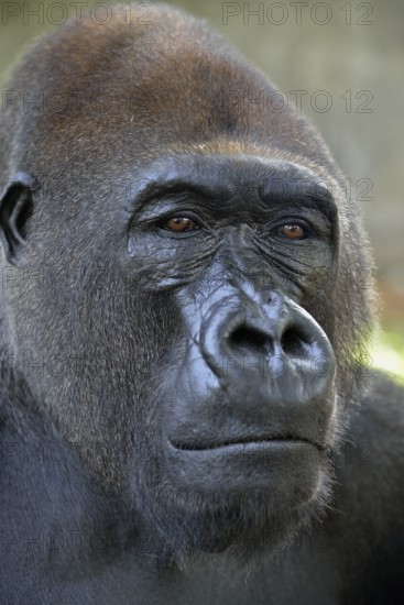 Western Lowland Gorilla (Gorilla gorilla gorilla), animal portrait, male, Silverback, captive, South-West Region, Cameroon, Africa