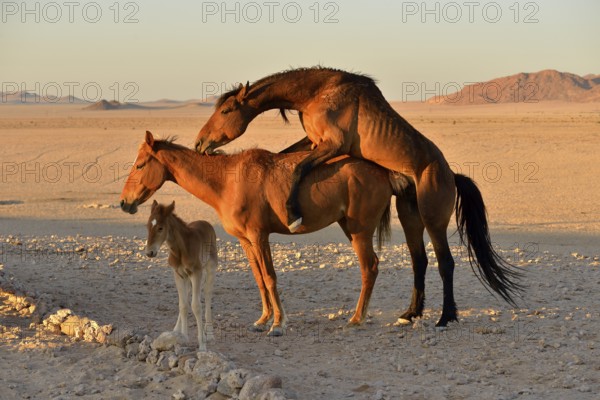 Namib desert horse, wild horses (Equus ferus), mating, foal, near Aus, Karas Region, Namibia, Africa