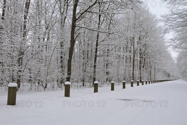 Snow-covered forest path, Middle Elbe Biosphere Reserve, Saxony-Anhalt, Germany, Europe