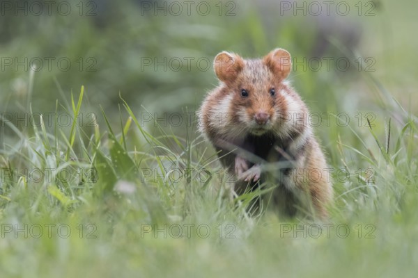 European hamster (Cricetus cricetus), sits in meadow, Neusiedeler See National Park, Burgenland, Austria, Europe