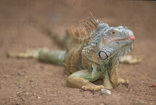 Common Iguana (Iguana iguana), Honduras, Central America