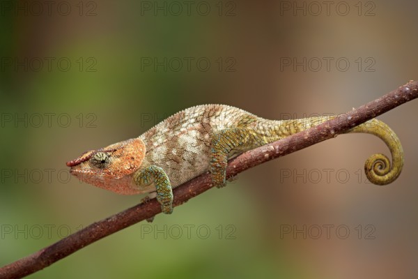 Short-horned Chameleon (Calumma brevicorne), male, Madagascar, side, Africa