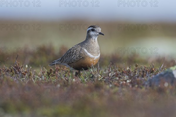 Eurasian Dotterel (Charadrius morinellus), tundra vegetation, Finnmark, Norway, Europe