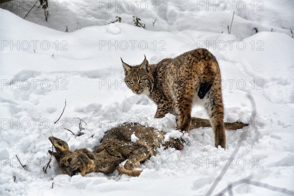 Eurasian lynx (Lynx lynx) cuts up prey deer, feeding scene in the snow, Neuhaus Wildlife Park in winter, Neuhaus im Solling, Solling-Vogler nature park Park, Lower Saxony, Germany, Europe