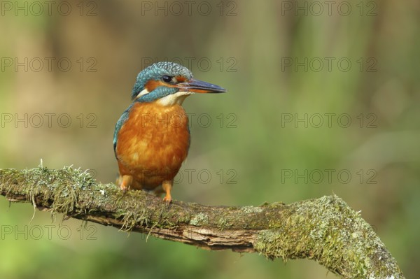 Common kingfisher (Alcedo atthis), female on mossy branch on perch, Wilden, North Rhine-Westphalia, Germany, Europe