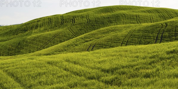 Landscape at sunrise around Pienza, Val dOrcia, Orcia Valley, UNESCO World Heritage Site, Siena Province, Tuscany, Italy, Europe