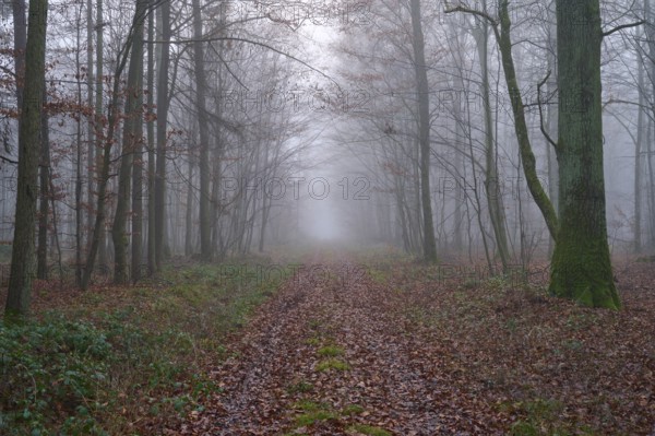 Forest path at foggy morning, Kreuzwertheim, Spessart, Bavaria, Germany, Europe