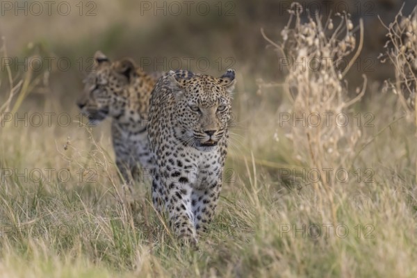 Leopard (Panthera pardus) female rear young, Moremi Game Reserve, Okavango Delta, Maun, Botswana, Africa