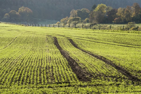 Rural landscape near Gewissenruh, Wesertal, Weser Uplands, Weserbergland, Hesse, Germany, Europe
