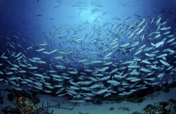 Shoal of yellow-striped fusiliers, Caesio caerulaurea, Maldives, Indian Ocean, Meemu Atoll, Asia