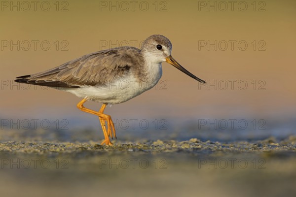 Terek sandpiper, (Xenus cinereus), animal, animals, bird, birds, snipe family, snipe, biotope, habitat, foraging Salalah, Raysut, Sohar, Oman, Asia