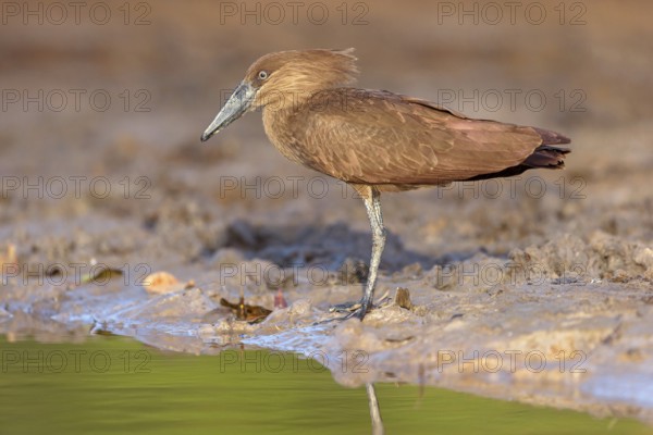 Hammerhead, Hammerhead, Hamerkop, (Scopus umbretta), Ombrette africaine, Avemartillo, Shadebird, Waterbird, Marakissa River Camp / Canoe tri, Marakissa, South Bank, Gambia, Africa