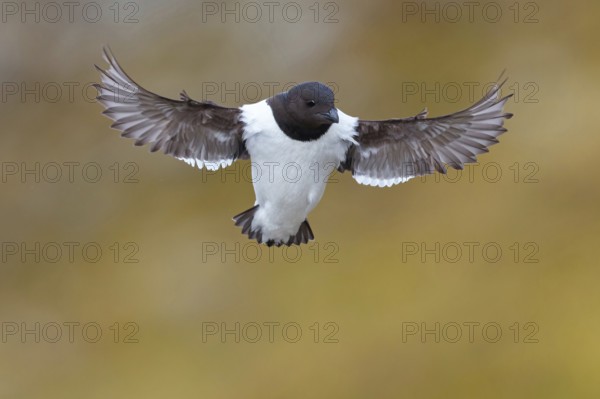 Little grebe, Plautus alle, Dovekie, Little Auk, (Mergule nain), Mérgulo atlántico, flight photo, juvenile, Longyearbyen, Svalbard / Spitsbergen, Norway, Europe
