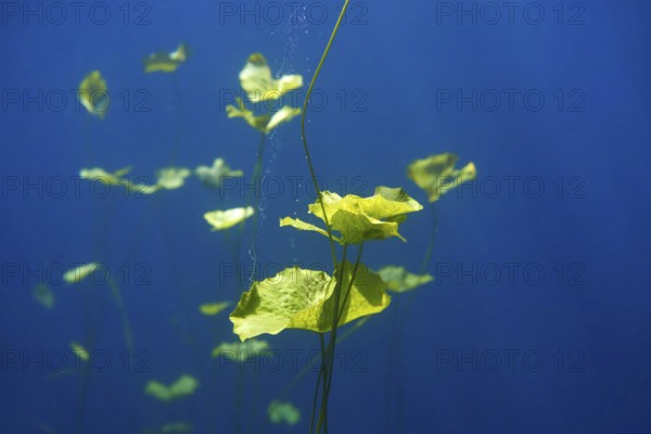 Cenote sinkhole waterplants in Riviera Maya at mayan Mexico