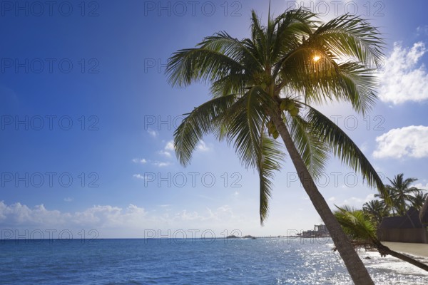 Playa del Carmen beach palm trees in Riviera Maya Caribbean of Mexico