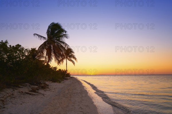 Holbox island sunset beach palm tree tropical in Mexico