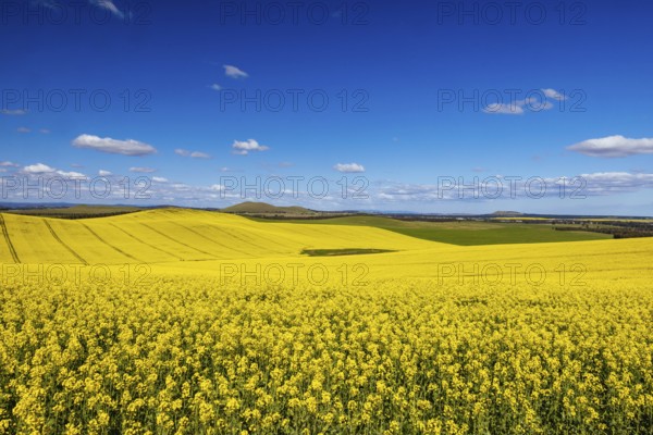 Fields of canola shine on a clear sunny day near Beveridge between old Sydney Rd and the Hume Hwy in Melbourne, Victoria, Australia, Oceania