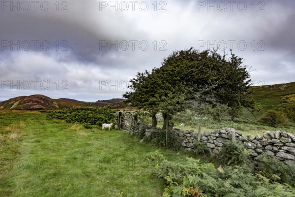 Hilly landscape with green meadows, sheep and stone wall, dry stone wall on the edge of Snowdonia National Park, Penmaenmawr, Dwygyfylchi, Caernarfonshire, Conwy County Borough, Wales, United Kingdom, Europe