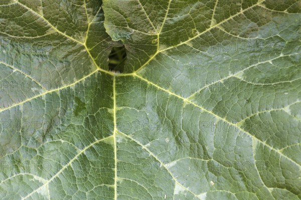 Summer: the detail of a pumpkin leaf