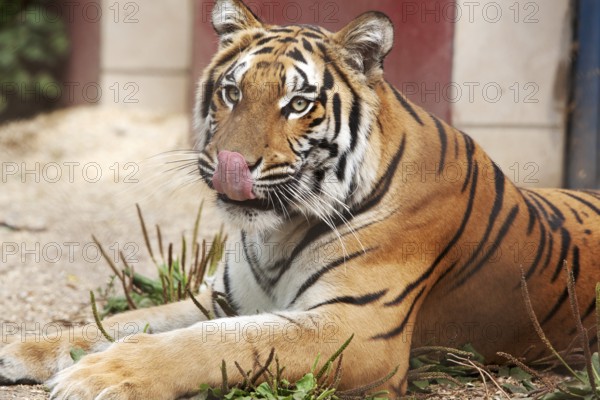 Yawning tiger relaxing in the enclosure, 2015