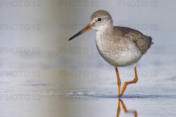 Common redshank (Tringa totanus), East Khawr / Khawr Ad Dahariz, Salalah, Dhofar, Oman, Asia