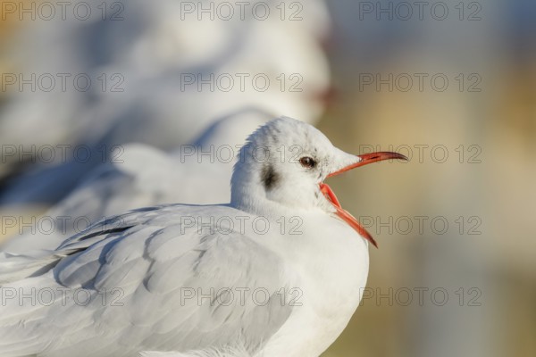 Black-headed Gull (Chroicocephalus ridibundus) portrait in winter. Bas-Rhin, Alsace, Grand Est, France, Europe