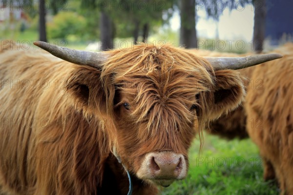Close up portrait of a young Highland bull on field among herd of Highland cattle