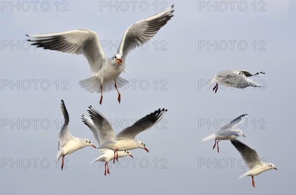 Seagulls in Kolber