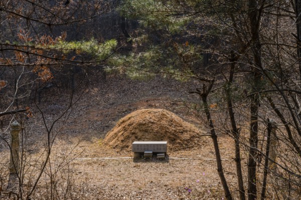 Daejeon, South Korea, April 05, 2019: Space between trees in forest opens to fresh burial mound in clearing, Asia