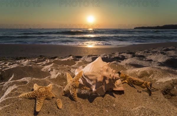Sunrise on the beach. Shells in closeup