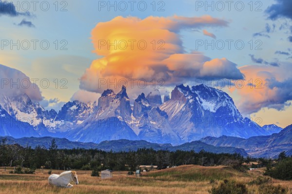 Incredible clouds illuminated by the sunset. The granite towers of Cuernos del Paine. White thoroughbred horses graze in tall grass. Chile. Torres del Paine National Park