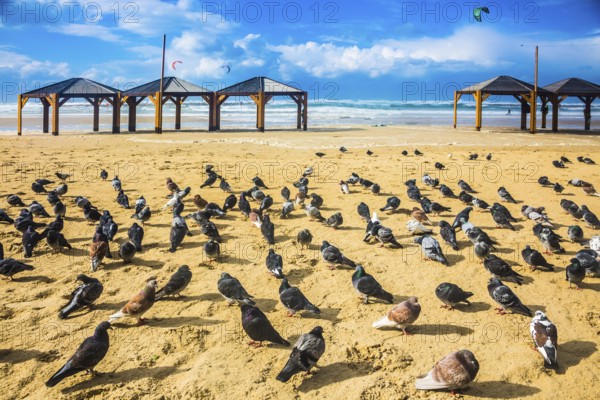 Large flock of pigeons resting on a sandy beach. Windy winter day in the Mediterranean Sea