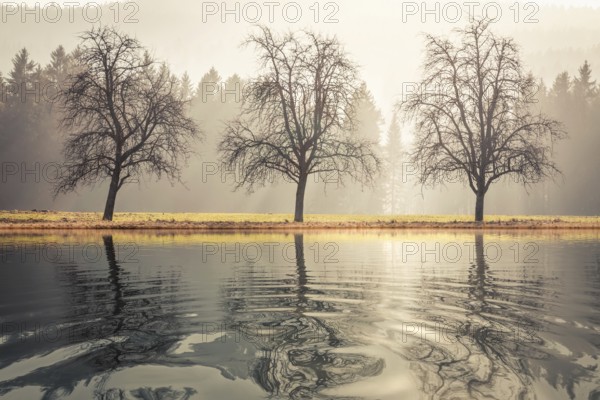 An image of three trees autumn lake scenery