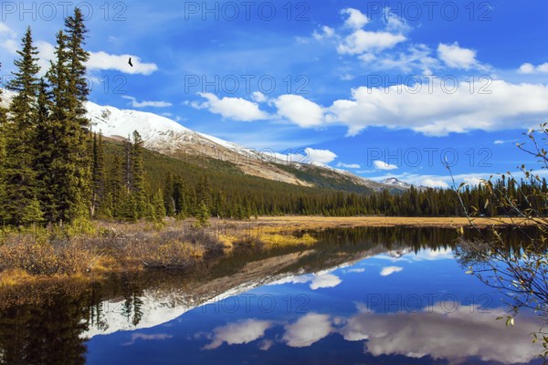 Shallow bog overgrown with yellowed grass at the foot of Lake Peyto. Autumn trip to the Rockies of Canada. Clouds reflected in the smooth water of the lake. The concept of eco and photo tourism