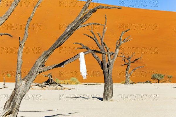 White shawl on petrified tree branches. Deadvlei in the Park Namib-Naukluft surrounded by the dunes of Sossusvlei. Namib Desert