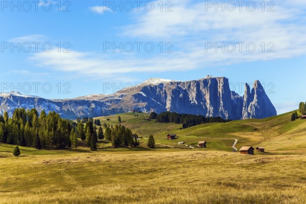 Coniferous forest in the Val Gardena valley, Italy. Beautiful day for hiking and taking photos. Alpe di Siusi is plateau in the Dolomites. Powerful ridge of rocks on the horizon. The concept of ecological and photo tourism