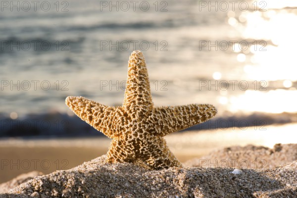 Sunrise on the beach. Starfish
