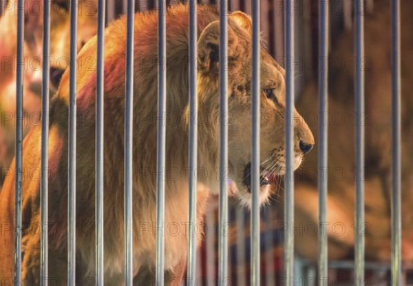 Lion in circus and audience