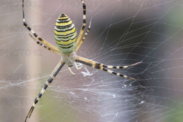 Spider in a garden. Grenn and yellow lines spider