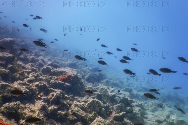 Sea Life Underwater Rocks Sunlight, Underwater Life, wildlife